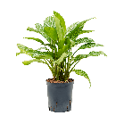 Aglaonema-Stripes-S.png