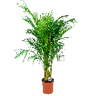 Areca palm M 1(2).png