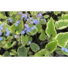 brunnera-macrophylla-hadspen-cream-sfeer_eb37d5.jpg