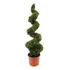 buxus-spiraal-120-130.png