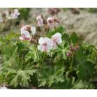 geranium-cantabrigiense-biokovo-sfeer_e3875f.jpg