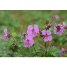 geranium-cantabrigiense-cambridge-sfeer_72bd6e.jpg