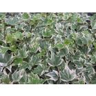 hedera-helix-white-ripple-close_43866a.jpg