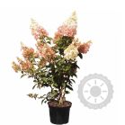 hydrangea-paniculata-pinkywinky_1c40e7.jpg