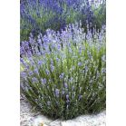 lavandula-angustifolia-munstead-sfeer_67fe24.jpg