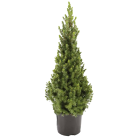 picea-glauca-conica-40-50.png