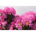 rhododendron-roseum-elegans-close_ac7833.jpg