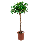 Schefflera arbicola compacta gevlochten op stam XL1(2).png