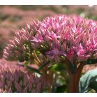 sedum-matrona-sfeer_542390.jpg