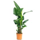 strelitzia-nicolai-xl.jpg