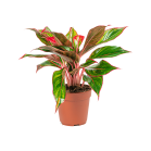 Web_AGLAONEMA JUNGLE RED_4.png