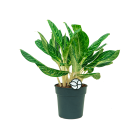 Web_Aglaonema key lime 1_2.png