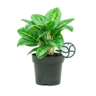 Web_AGLAONEMA LEMON MINT LOGO_2.png