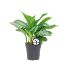 Web_Aglaonema silver bay 1.png