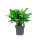 Web_Aglaonema stripes 1.png