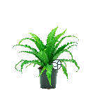 Web_Asplenium antiquum Osaka 1(2).png