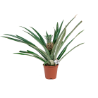 Web_BROMELIA ANANAS LOGO.png