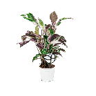 Web_Calathea Fusion white 1(2).png