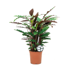 Web_calathea rufibarba M logo.png