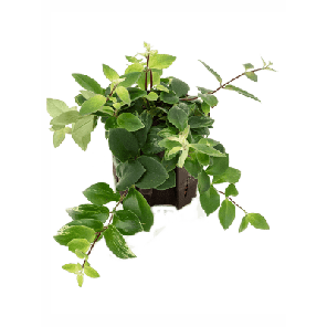 'Variegata.png