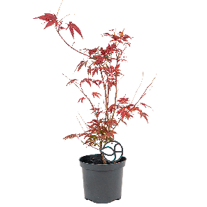 Acer-palmatum-Atropurpureum.png