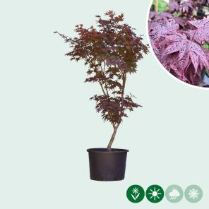 acer bloodgood sfeer.jpg