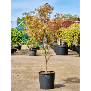 Acer palmatum 'Linearilobum'.png