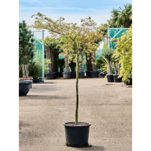 Acer palmatum dissectum 'Viridis'.png