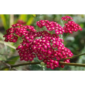 Achillea mil. 'Paprika'.jpg