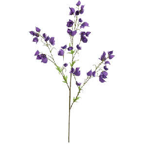 aconitum.png