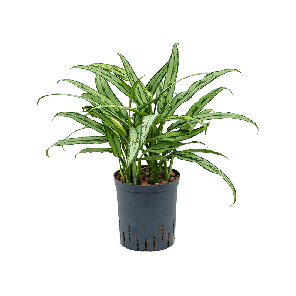 Aglaonema-Cutlass-M.png