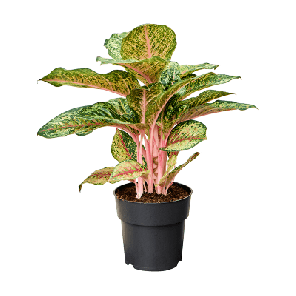 aglaonema carnival queen.png