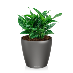 Aglaonema maria in watergevende pot classico antraciet.png