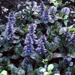 ajuga-reptans-atropurpurea-sfeer_266bc7.jpg