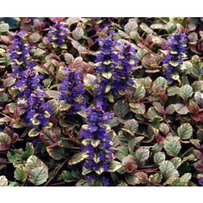 ajuga-reptans-burgundy-glow-sfeer_c0da34.jpg