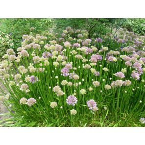 allium millennium.jpg