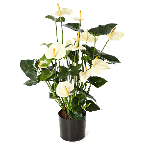 Anthurium de Luxe White PNG.png