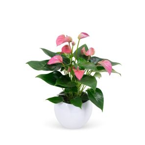 anthurium roze in pot wit.jpg