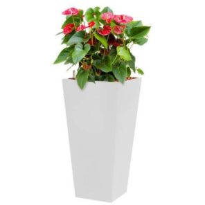 anthurium sierra 2.png