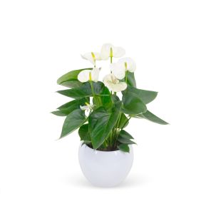 anthurium wit in pot wit.jpg