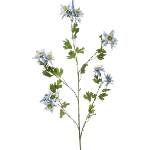 Aquilegia blauw.png