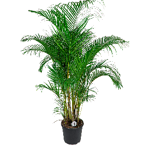 Areca palm XXL 1(2)_1.png