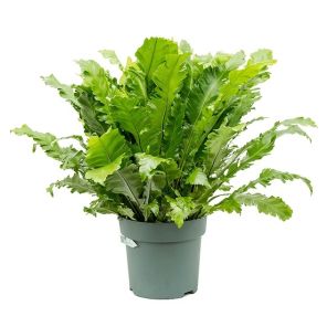 asplenium-green-miracle-varen_a61285.jpg