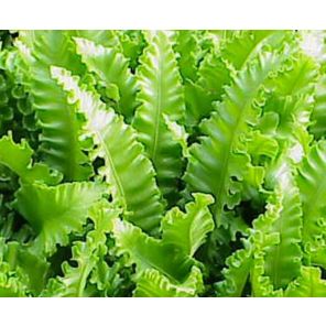 asplenium-scolopendrium-cristatum-sfeer_03ae83.jpg