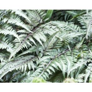 athyrium-niponicum-metallicum-sfeer_510065.jpg