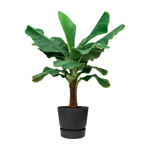 Bananenplant Musa XL in Elho Greenville DM 40 cm - zwart - antraciet.png