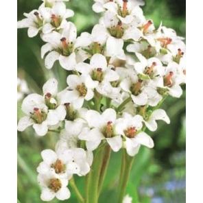 bergenia-bressingham-white-sfeer_e0fc8d.jpg