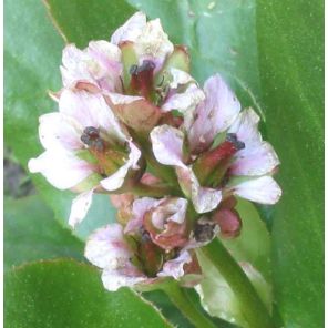 bergenia-silberlicht-close_788e0f.jpg