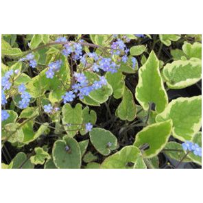 brunnera-macrophylla-hadspen-cream-sfeer_eb37d5.jpg