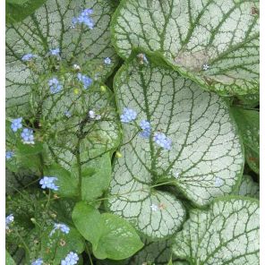 brunnera-macrophylla-jack-frost-sfeer_03de62.jpg